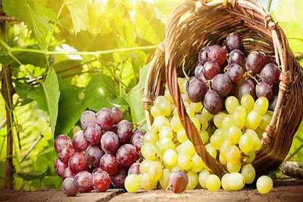 یافته جدید محققان سوئیسی؛ انگور به پیشگیری از سرطان ریه کمک می کند