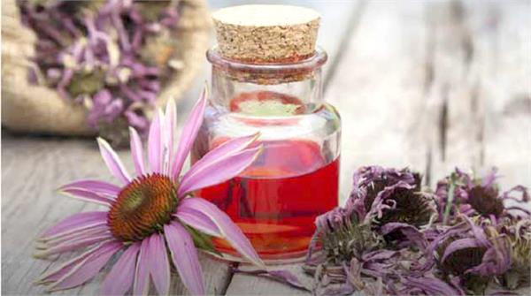 تولید عصاره گیاهی برای پیشگیری از سرماخوردگی و عفونت‌های تنفسی در سها جیسا