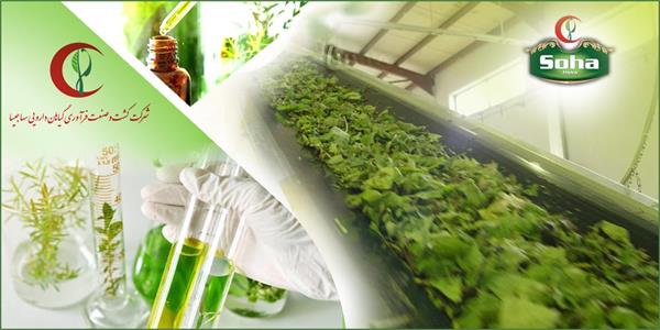 انعقاد قراردادهای راهبردی در حوزه تولید فرآورده‌های گیاهی در شرکت سها جیسا