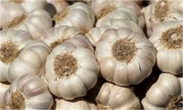 متخصص گوارش عنوان کرد مواد غذایی‌ای که باعث پیشگیری از بروز سرطان خواهد شد