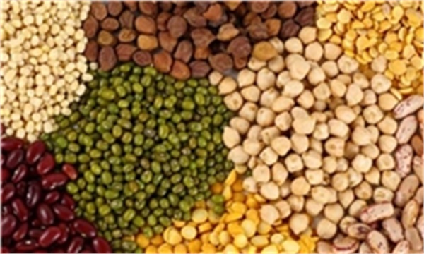 حبوبات منبع ارزان و مهم تأمین پروتئین و ریزمغذی‌ها است