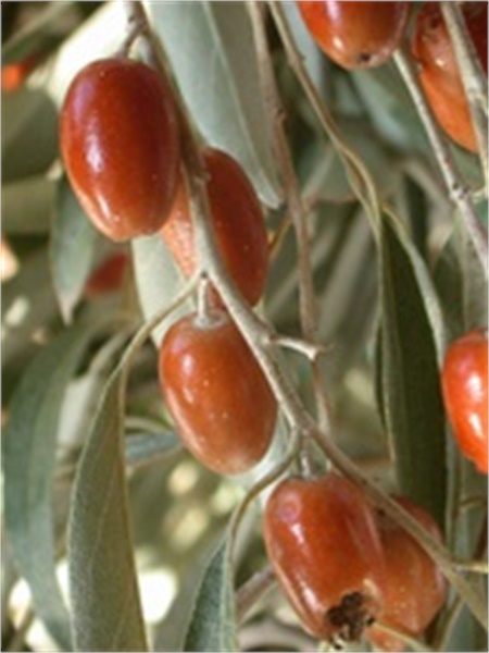 خواص "چاق کننده" و "تسکینی" سنجد