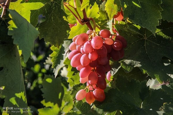 تاثیر روغن دانه انگور در کاهش ابتلا به بیماری های قلبی و دیابت